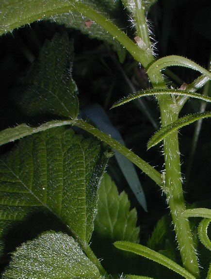 Wood Nettle Laportea Canadensis