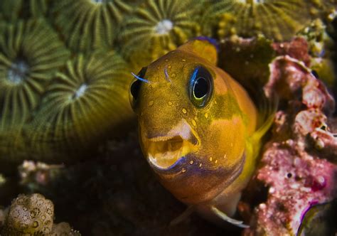 Fish Index: Midas Blenny (Ecsenius midas)