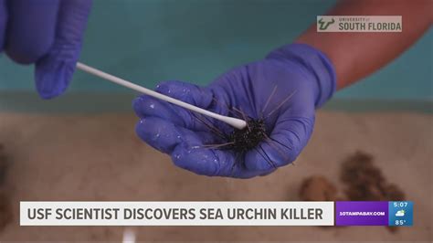 USF Scientist Discovers What Is Killing Sea Urchins Across The