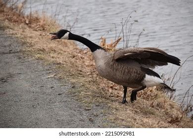 Goose Honking: Over 1,238 Royalty-Free Licensable Stock Photos ...