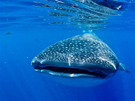 Swim With Whale Sharks Cancun 2023 What To Know Before You Go