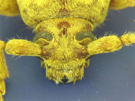 Enaphalodes Rufulus Red Oak Borer Enaphalodes Rufulus Bugguidenet