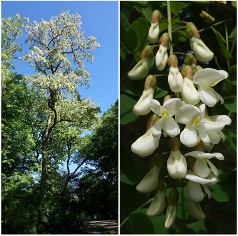 Black Locust Tree Flowers