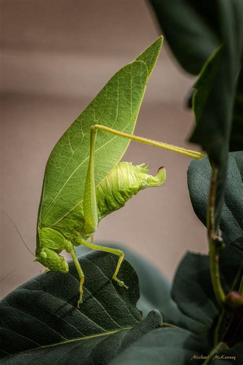 Katydids: A Short, Sedentary, Solitary Life - Owlcation - Education