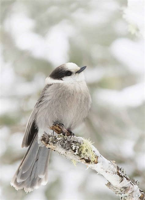 30 Ontario Winter Birds Identification Guide Included