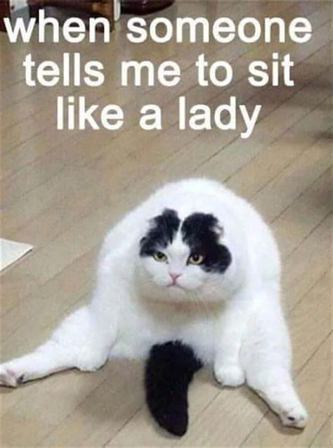 Download Super Funny Cute Cat Meme Picture | Wallpapers.com