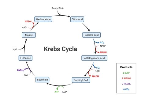 Krebs Cycle | BioRender Science Templates