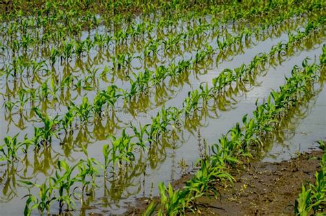 Water Flooded Corn Crops Flooding In Agricultural Areas Stock Image