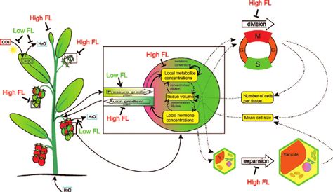 Overview Of Fruit Load Fl Effects At Different Scales And