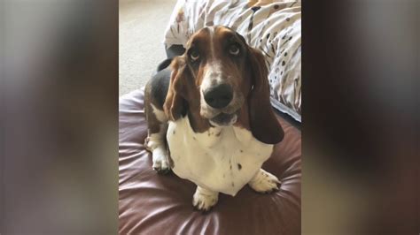 Basset Hound Love Youtube