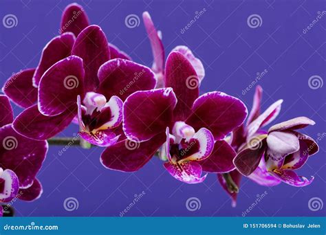 Flowers Of Blooming Mini Velvet Burgundy Phalaenopsis Orchid Plant