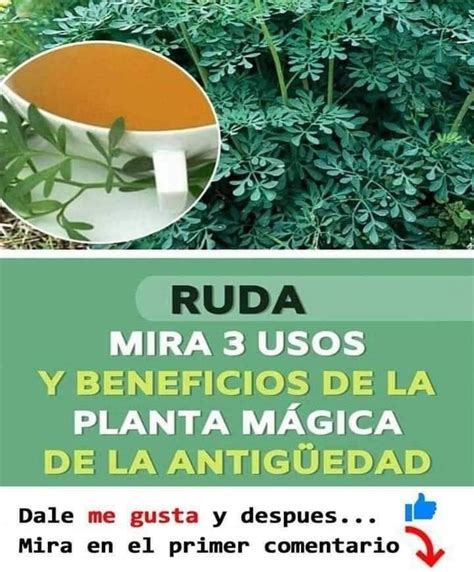 SE LLAMA RUDA Y SUS PROPIEDADES CURATIVAS SON INFINITAS Natureview