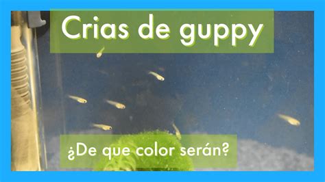 Alevines Guppy Reci N Nacidos Primeros D As Youtube