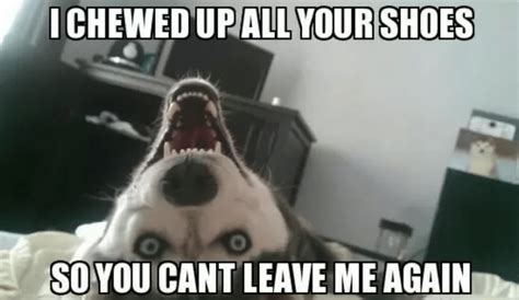 30 Best Husky Jokes The Internet S Best Puns Memes