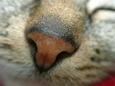 cat nose Free Photo Download | FreeImages