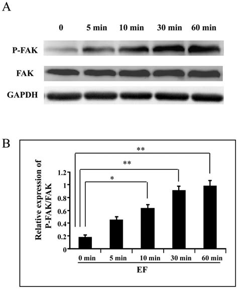 A, FAK protein expression; B, quantification of FAK protein level ...