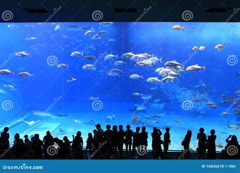 Okinawa Aquarium stock photo. Image of asia, aqua, people - 16836618