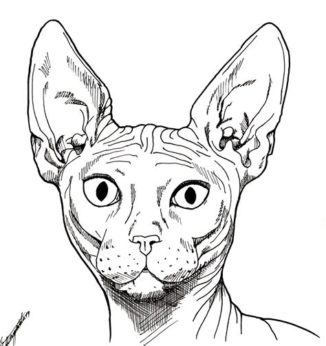 Drawings Of Sphynx Cats At Jason Dominique Blog