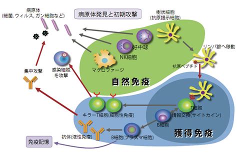 大阪大学免疫学フロンティア研究センター 分化制御研究室