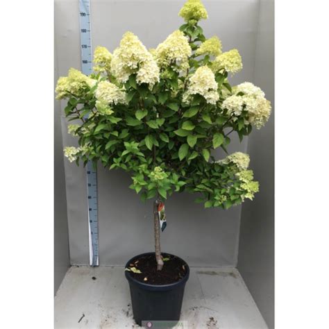 Гортензия Гортензия метельчатая Свит Саммер штамб 60