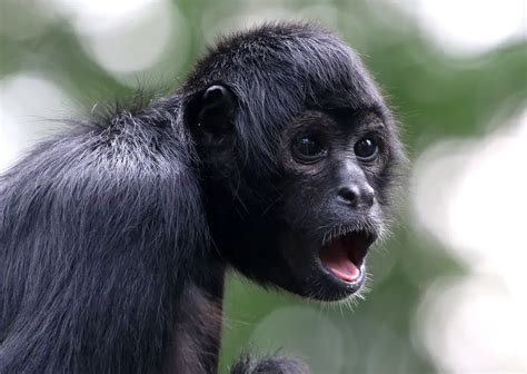 Macaco Aranha Preto Caracter Sticas Nome Cient Fico E Fotos Mundo