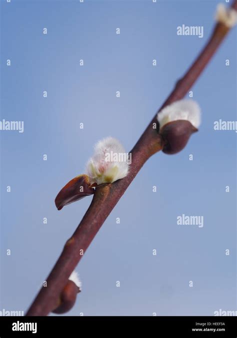 Pussy Willow Catkins Stock Photo Alamy