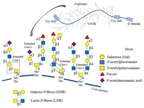 Frontiers Molecular Insights Into O Linked Glycan Utilization By Gut