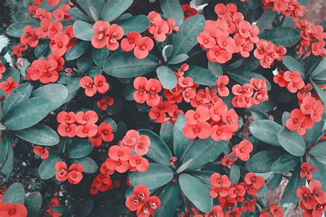 HD wallpaper: Close-Up Photo of Red Flowers, 4k wallpaper, beautiful ...