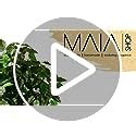 Maia Shop Ficus Artificial Con Troncos Naturales Ideal Para Decoraci N