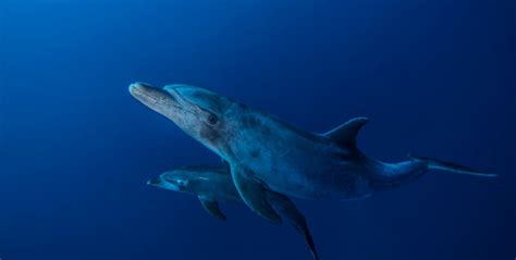 Bottlenose Dolphin Habitat: Characteristics, Threats and Conservation ...