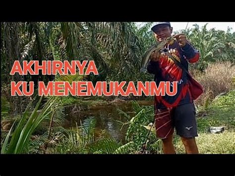 MANCING GABUS DISAAT CUACA BURUK YouTube