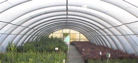 15 BEST HIGH TUNNEL WINTER CROPS - GreenHouse Planter