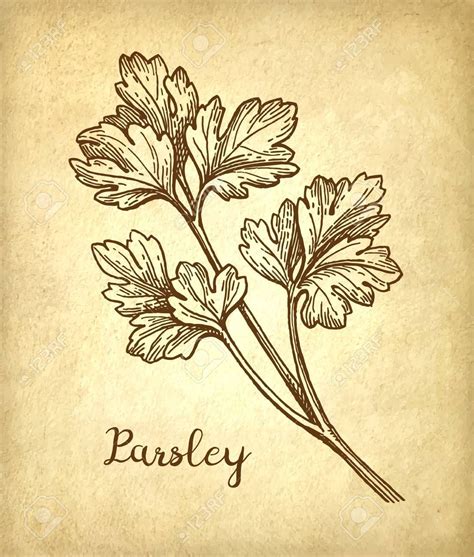 How To Draw Parsley At How To Draw