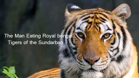 The Man Eating Royal Bengal Tigers Of The Sundarban