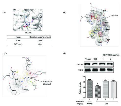 Binding Affinity Between Mhy And Ppar And Its Effects On Ppar