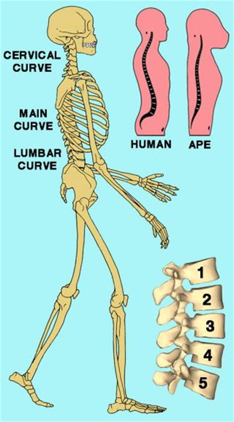 Bipedalism Spine