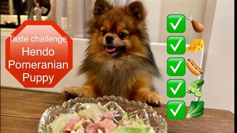 Funny Taste Challenge With Hendo Pomeranian Will He Eat It All