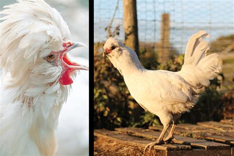 10 Breeds Of Chickens With The Craziest Hair Pictures