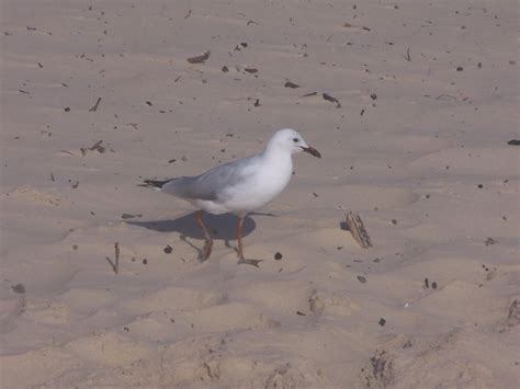 Free picture: seagulls, birds, ocean, beach, water reflection