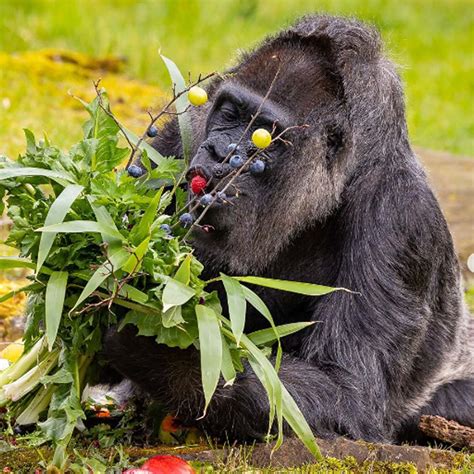 The World’s Oldest Living Gorilla Receives a Fruit Platter and a Lovely ...