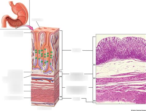 Lab Exam Histology Stomach Diagram Quizlet The Best Porn Website