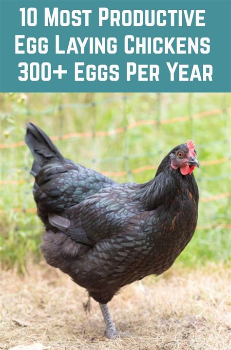 Pin on Egg laying chickens