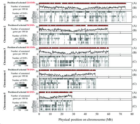 Overview Of Identified And Selected Snps On Each Chromosome Among The