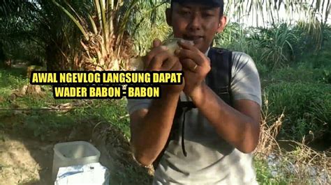 MANCING PAKE PELAMPUNG DAPAT NILEM BABON YouTube