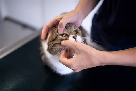 Nickhautvorfall Bei Der Katze Ursachen Behandlung