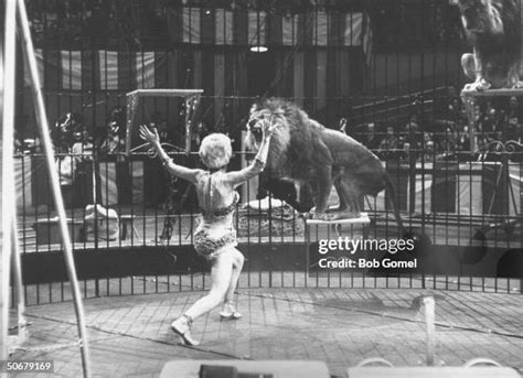 Lions Ringling Brothers Photos And Premium High Res Pictures Getty Images