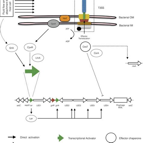 Regulation Of The Lee By Physical Forces And Effector Translocation Ae