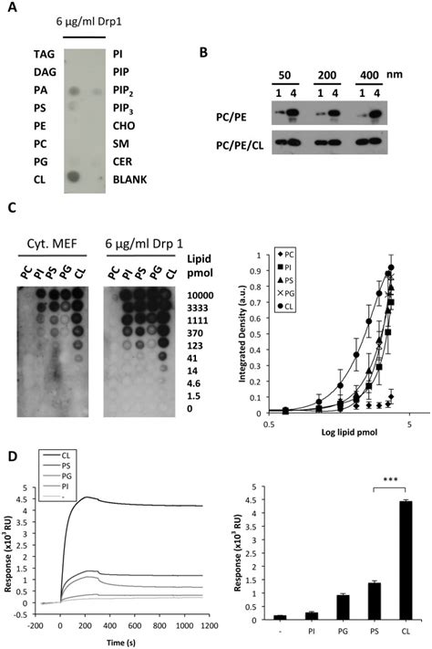 A A Representative Lipidprotein Dot Blot Showing Drp1 Binding