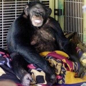 Inside Travis The Chimp's Gruesome Attack On Charla Nash