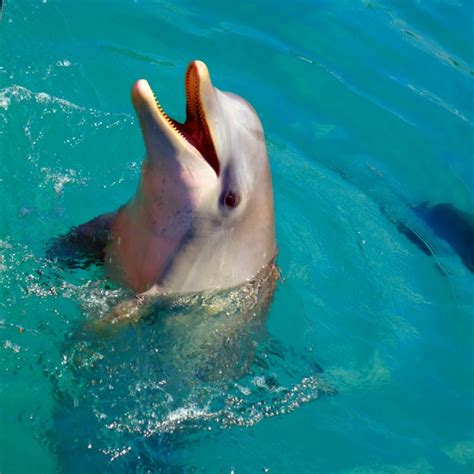 A Picture I Took Of A Dolphin In Cuba Dolphin Cubano Cuba Pictures